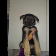 German Shepherd (Alsatian) - Both