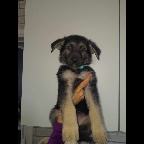 German Shepherd (Alsatian) - Both