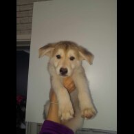 German Shepherd (Alsatian) - Both