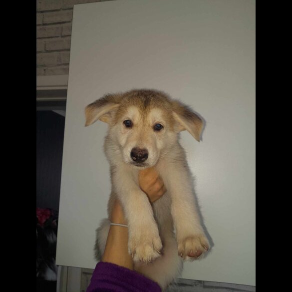 German Shepherd (Alsatian) - Both