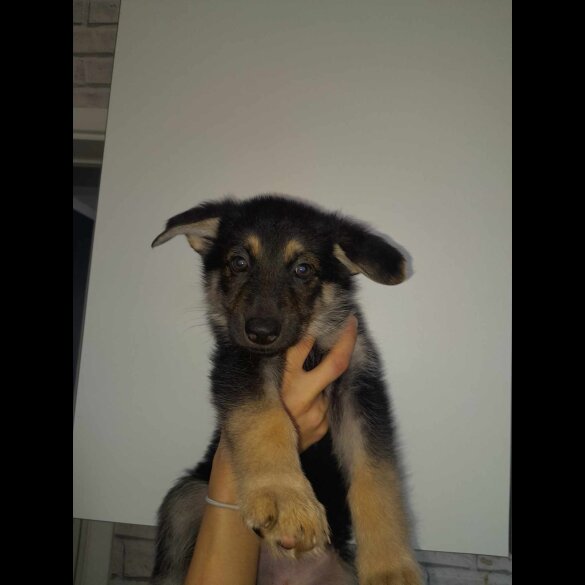 German Shepherd (Alsatian) - Both