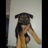 German Shepherd (Alsatian) - Both