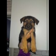 German Shepherd (Alsatian) - Both