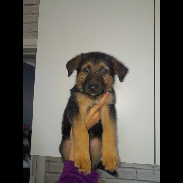 German Shepherd (Alsatian) - Both
