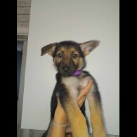 German Shepherd (Alsatian) - Both