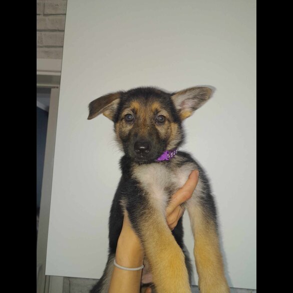 German Shepherd (Alsatian) - Both