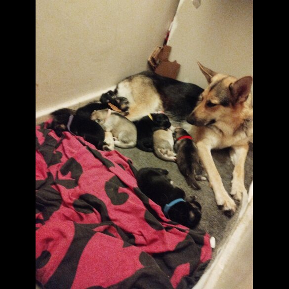 German Shepherd (Alsatian) - Both