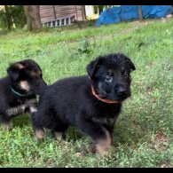 German Shepherd (Alsatian) - Both
