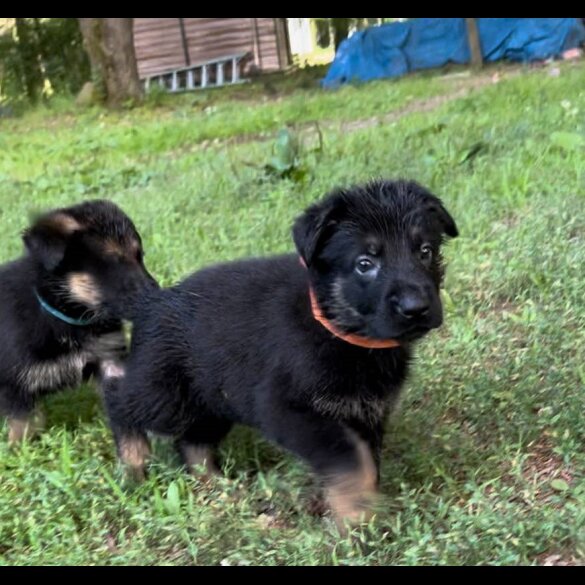 German Shepherd (Alsatian) - Both