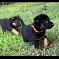 German Shepherd (Alsatian) - Both
