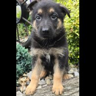German Shepherd (Alsatian) - Both