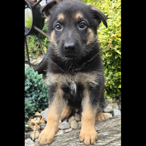German Shepherd (Alsatian) - Both