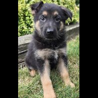German Shepherd (Alsatian) - Both