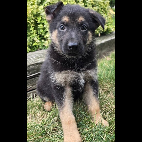 German Shepherd (Alsatian) - Both