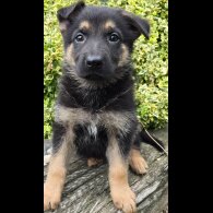 German Shepherd (Alsatian) - Both