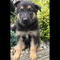 German Shepherd (Alsatian) - Both