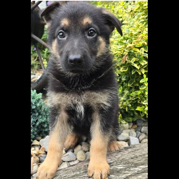 German Shepherd (Alsatian) - Both