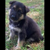 German Shepherd (Alsatian) - Both