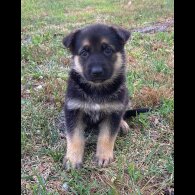 German Shepherd (Alsatian) - Both