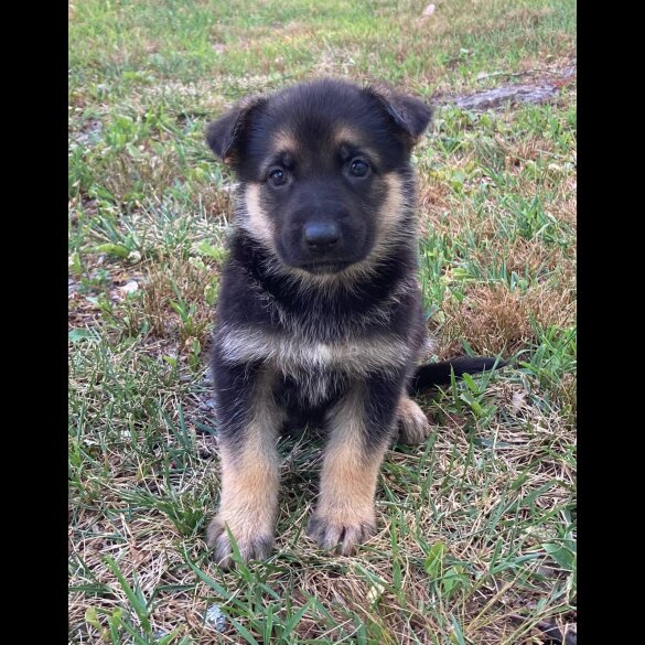 German Shepherd (Alsatian) - Both