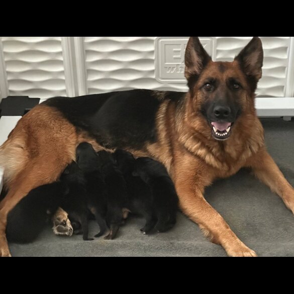 German Shepherd (Alsatian) - Both