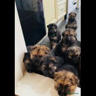 German Shepherd (Alsatian) - Both