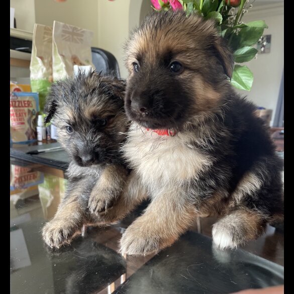 German Shepherd (Alsatian) - Both