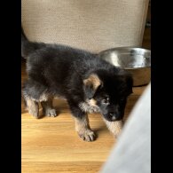 German Shepherd (Alsatian) - Both