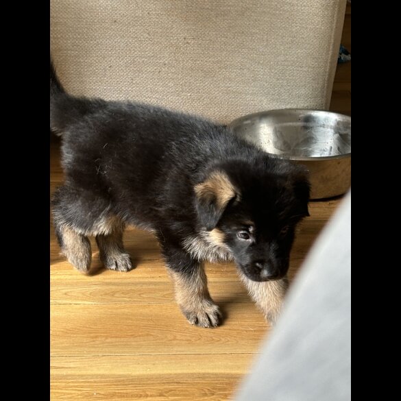 German Shepherd (Alsatian) - Both