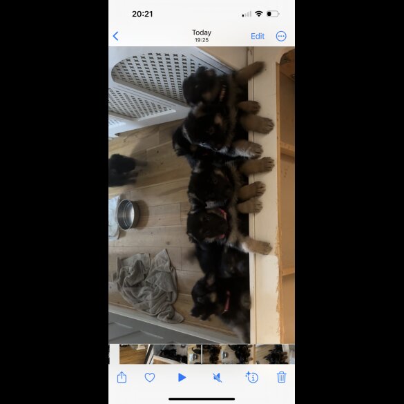 German Shepherd (Alsatian) - Both