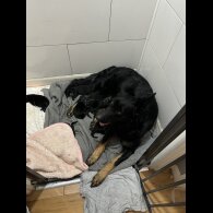 German Shepherd (Alsatian) - Both