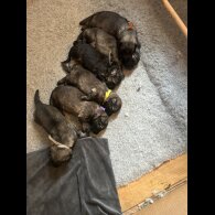 German Shepherd (Alsatian) - Both