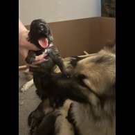 German Shepherd (Alsatian) - Both
