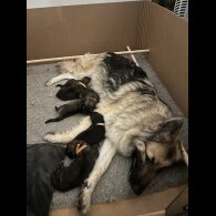 German Shepherd (Alsatian) - Both