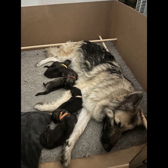 German Shepherd (Alsatian) - Both