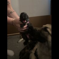 German Shepherd (Alsatian) - Both