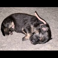 German Shepherd (Alsatian) - Both