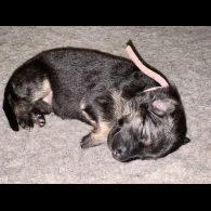 German Shepherd (Alsatian) - Both