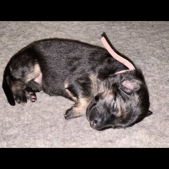 German Shepherd (Alsatian) - Both