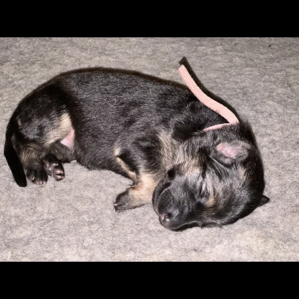 German Shepherd (Alsatian) - Both