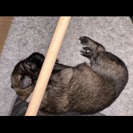 German Shepherd (Alsatian) - Both