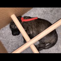 German Shepherd (Alsatian) - Both