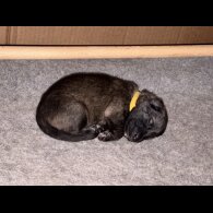 German Shepherd (Alsatian) - Both