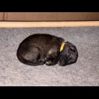 German Shepherd (Alsatian) - Both