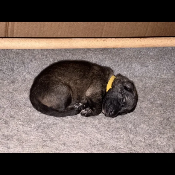 German Shepherd (Alsatian) - Both