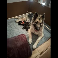 German Shepherd (Alsatian) - Both