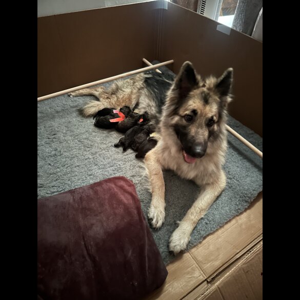 German Shepherd (Alsatian) - Both