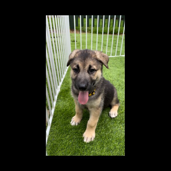 German Shepherd (Alsatian) - Both