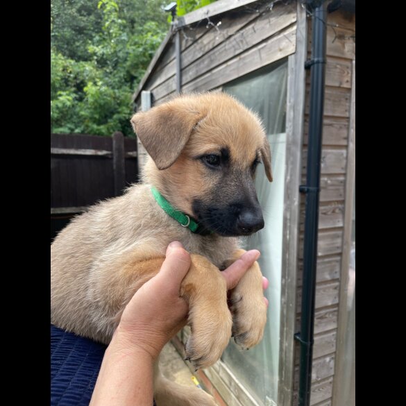 German Shepherd (Alsatian) - Both