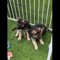 German Shepherd (Alsatian) - Both